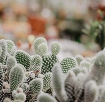 februari cactus